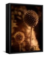 Sepia Dandelions-Robert Cattan-Framed Stretched Canvas