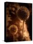 Sepia Dandelions-Robert Cattan-Stretched Canvas