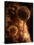 Sepia Dandelions-Robert Cattan-Stretched Canvas