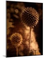 Sepia Dandelions-Robert Cattan-Mounted Photographic Print