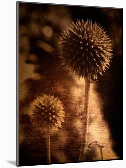 Sepia Dandelions-Robert Cattan-Mounted Photographic Print