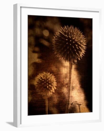 Sepia Dandelions-Robert Cattan-Framed Photographic Print
