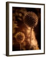 Sepia Dandelions-Robert Cattan-Framed Photographic Print