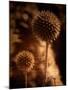 Sepia Dandelions-Robert Cattan-Mounted Photographic Print