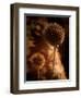 Sepia Dandelions-Robert Cattan-Framed Premium Photographic Print