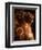 Sepia Dandelions-Robert Cattan-Framed Premium Photographic Print