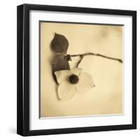 Sepia Dogwoods I-Heather Johnston-Framed Giclee Print