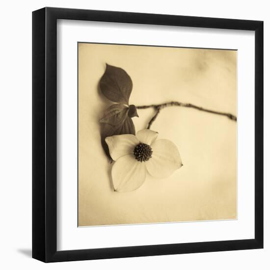 Sepia Dogwoods I-Heather Johnston-Framed Giclee Print