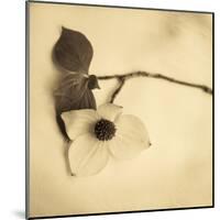 Sepia Dogwoods I-Heather Johnston-Mounted Giclee Print