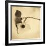 Sepia Dogwoods I-Heather Johnston-Framed Giclee Print