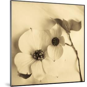 Sepia Dogwoods II-Heather Johnston-Mounted Giclee Print