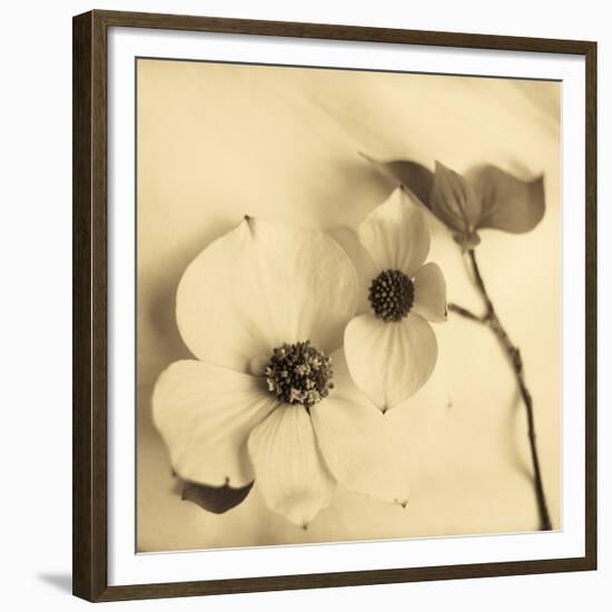 Sepia Dogwoods II-Heather Johnston-Framed Giclee Print