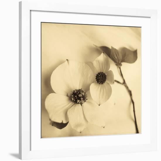 Sepia Dogwoods II-Heather Johnston-Framed Giclee Print