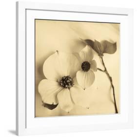 Sepia Dogwoods II-Heather Johnston-Framed Giclee Print