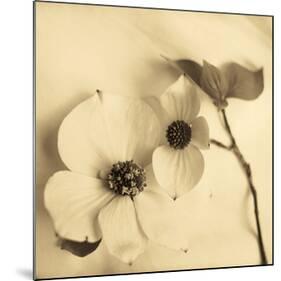 Sepia Dogwoods II-Heather Johnston-Mounted Giclee Print