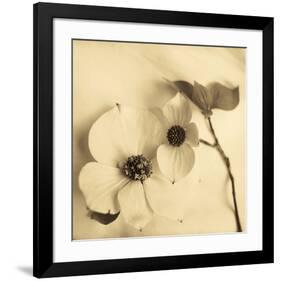 Sepia Dogwoods II-Heather Johnston-Framed Giclee Print