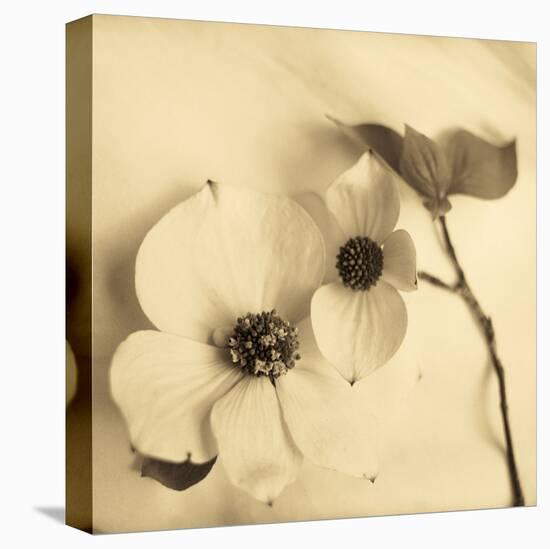 Sepia Dogwoods II-Heather Johnston-Stretched Canvas