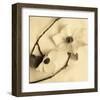 Sepia Dogwoods III-Heather Johnston-Framed Giclee Print