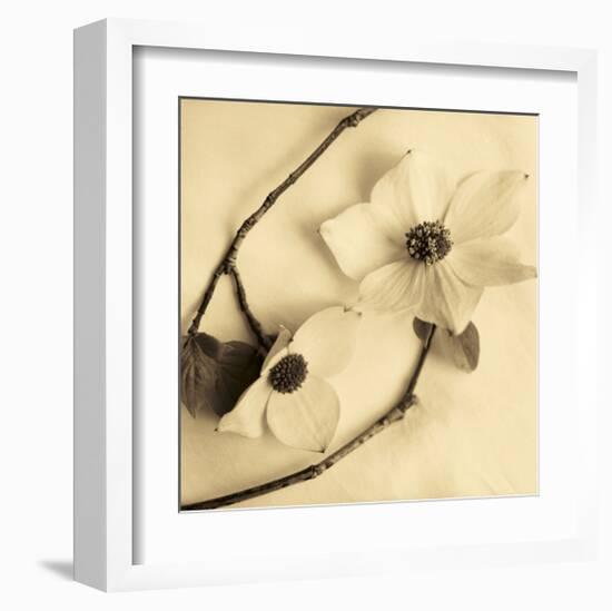 Sepia Dogwoods III-Heather Johnston-Framed Giclee Print