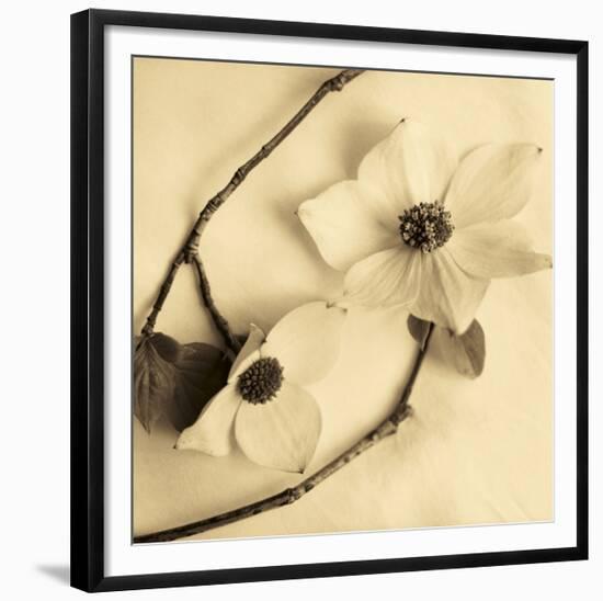 Sepia Dogwoods III-Heather Johnston-Framed Giclee Print