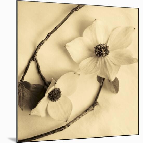 Sepia Dogwoods III-Heather Johnston-Mounted Giclee Print