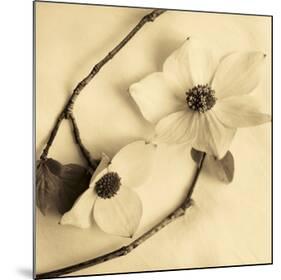 Sepia Dogwoods III-Heather Johnston-Mounted Giclee Print