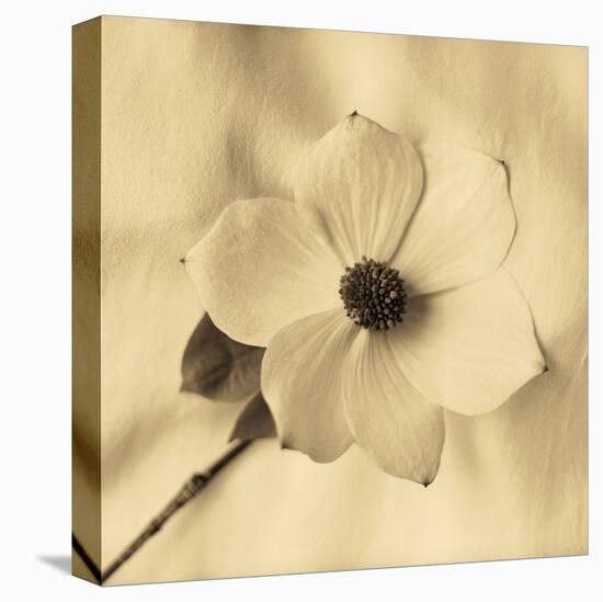 Sepia Dogwoods IV-Heather Johnston-Stretched Canvas