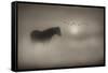 Sepia Dreams-Adrian Campfield-Framed Stretched Canvas