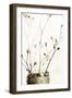 Sepia Dried Flowers 01-Tom Quartermaine-Framed Giclee Print