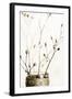 Sepia Dried Flowers 01-Tom Quartermaine-Framed Giclee Print