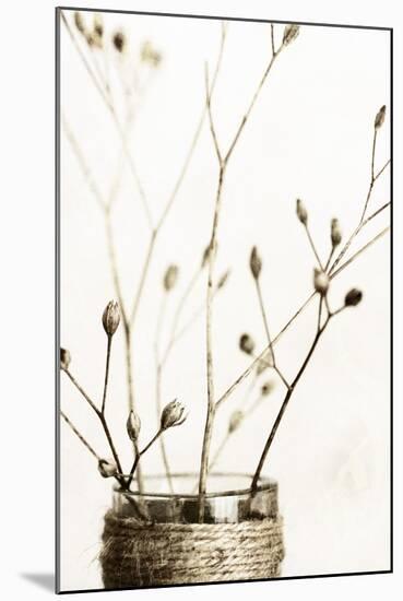 Sepia Dried Flowers 01-Tom Quartermaine-Mounted Giclee Print