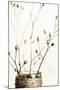 Sepia Dried Flowers 01-Tom Quartermaine-Mounted Giclee Print