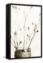Sepia Dried Flowers 01-Tom Quartermaine-Framed Stretched Canvas