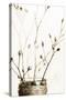 Sepia Dried Flowers 01-Tom Quartermaine-Stretched Canvas