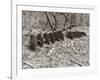 Sepia Farm Study III-Alicia Ludwig-Framed Photographic Print