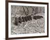 Sepia Farm Study III-Alicia Ludwig-Framed Photographic Print