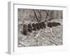 Sepia Farm Study III-Alicia Ludwig-Framed Photographic Print