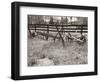 Sepia Farm Study IV-Alicia Ludwig-Framed Photographic Print