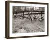 Sepia Farm Study IV-Alicia Ludwig-Framed Photographic Print