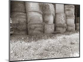 Sepia Farm Study V-Alicia Ludwig-Mounted Photographic Print