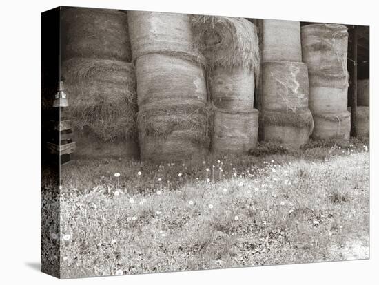 Sepia Farm Study V-Alicia Ludwig-Stretched Canvas