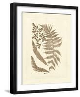 Sepia Ferns III-null-Framed Giclee Print