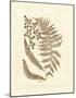 Sepia Ferns III-null-Mounted Giclee Print