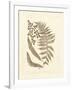 Sepia Ferns III-Vision Studio-Framed Art Print