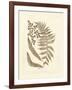 Sepia Ferns III-Vision Studio-Framed Art Print