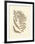 Sepia Ferns III-Vision Studio-Framed Art Print