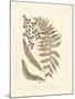 Sepia Ferns III-Vision Studio-Mounted Art Print