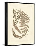 Sepia Ferns III-Vision Studio-Framed Stretched Canvas