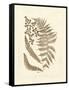 Sepia Ferns III-Vision Studio-Framed Stretched Canvas