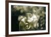 Sepia-Flecks-Carrie Webster-Framed Photographic Print